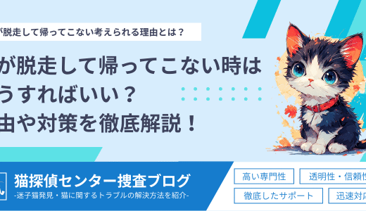 猫が脱走して帰ってこない時はどうすればいい？理由や対策を徹底解説！