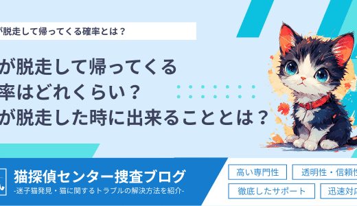 猫が脱走して帰ってくる確率はどれくらい？猫が脱走した時に出来ることとは？