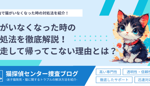猫がいなくなった時の対処法を徹底解説！脱走して帰ってこない理由とは？