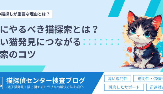 【夜の猫探し】夜にやるべき行動とは？迷い猫発見につながる捜索のコツ
