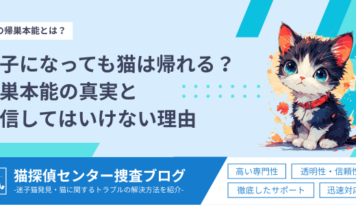 迷子になっても猫は帰れる？帰巣本能の真実と過信してはいけない理由
