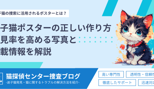 迷子猫ポスターの正しい作り方とは？発見率を高める写真と掲載情報を解説