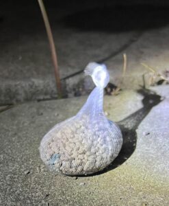 使用済みの猫砂